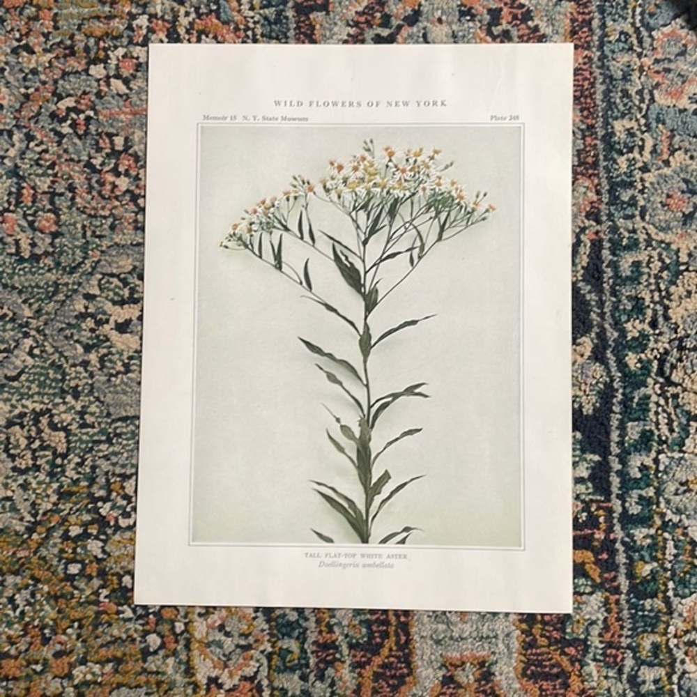 🌹FREE w/purchase Antique Botanical Plant Print Original